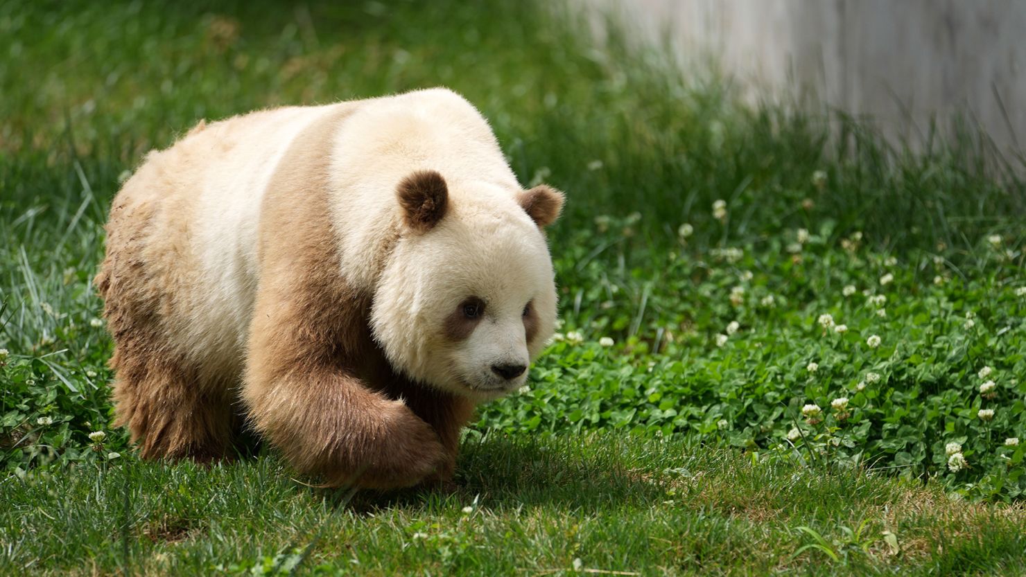 brown panda